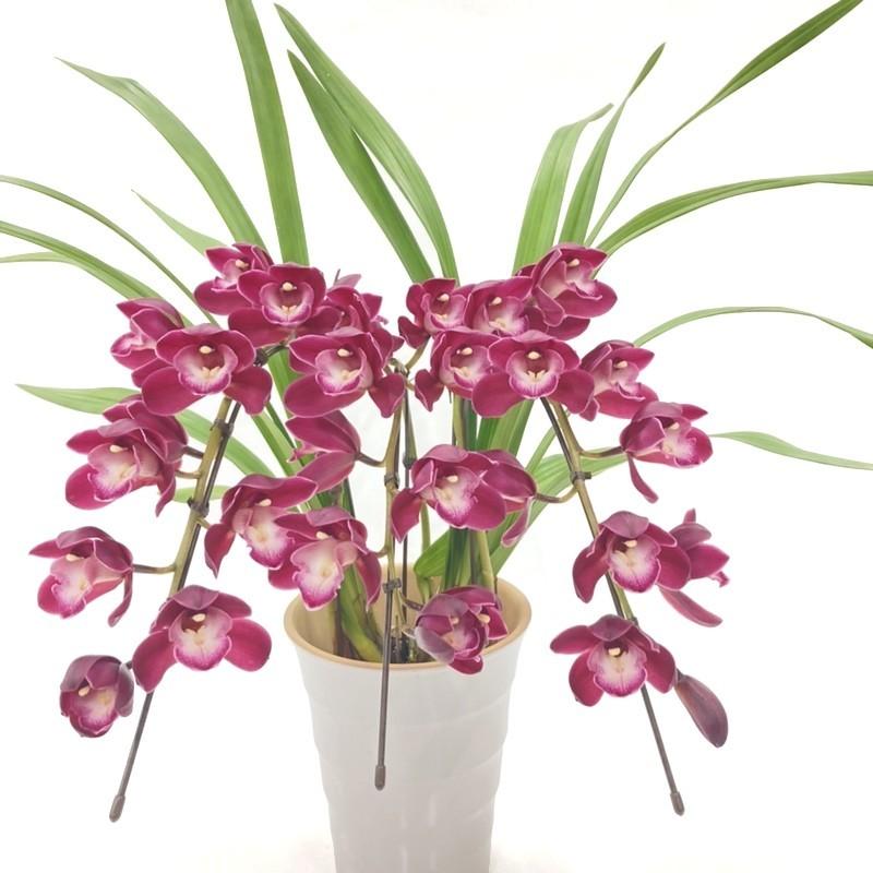 テーブルシンビジューム 赤〜濃い目ピンク 3本立アーチ ファイヤー