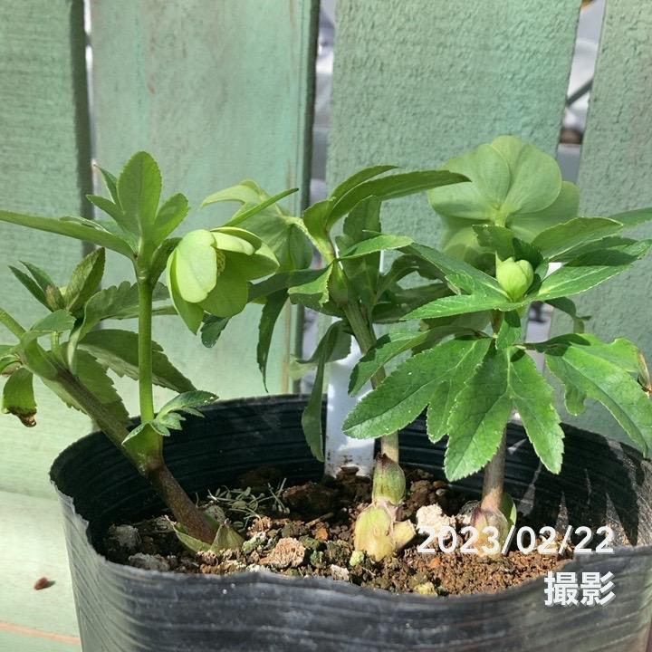 クリスマスローズ 原種 トルカータス 5号ポット｜山野04-PA : 赤塚