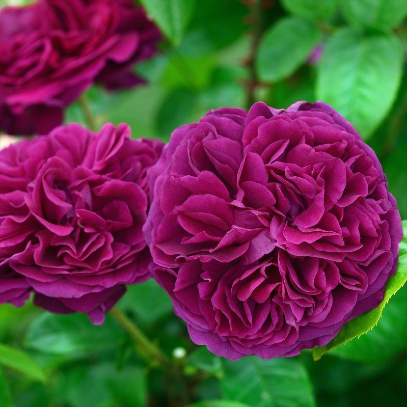 バラ大苗 アレゴリー 7号 Delbard デルバール｜花木04-PA : 赤塚植物園