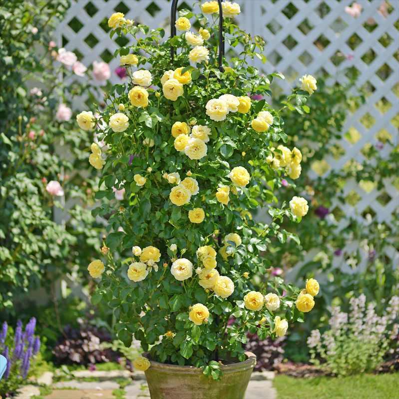 バラ大苗 シャトー・ドゥ・シュベルニー 7号 Delbard デルバール｜花木