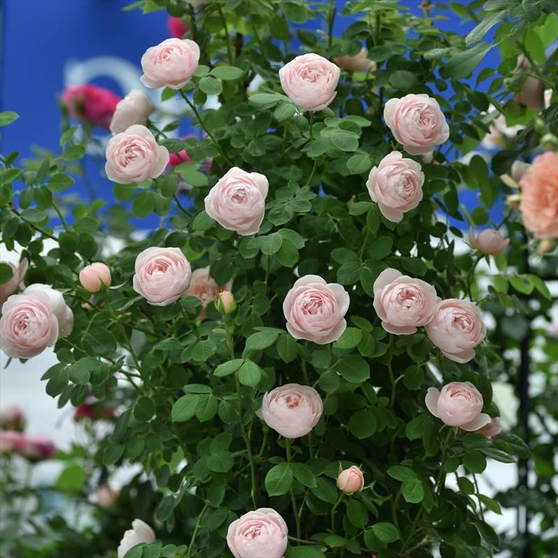 バラ大苗 ブリーズ 7号 Delbard デルバール｜花木04-PA : 赤塚植物園