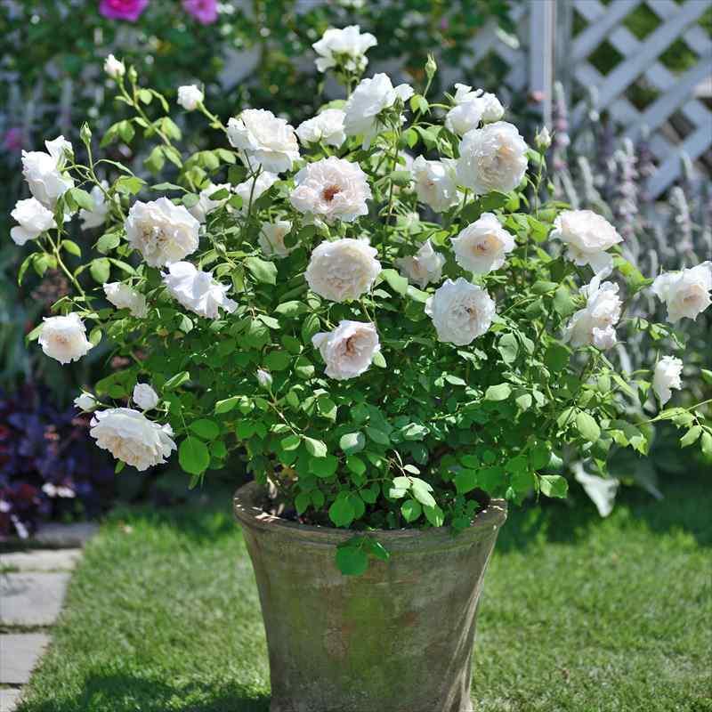 バラ大苗 オーブ・レジェール 7号 Dorieux｜花木04-PA : 赤塚植物園