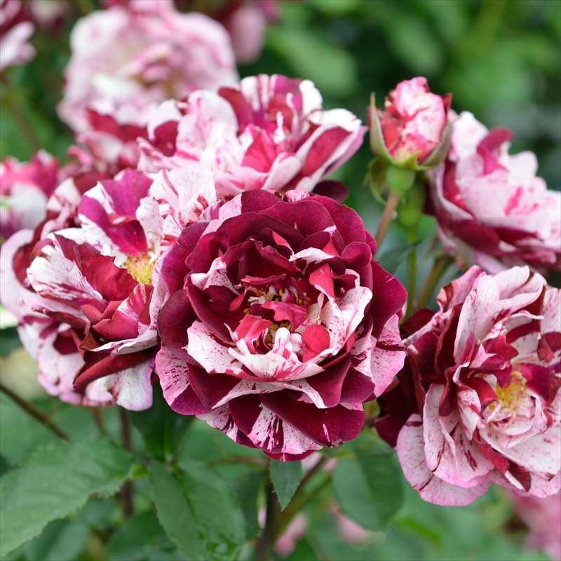限定価格セール 薔薇 ニューイマジン Dorieux バラ大苗 ガーデンローズ 手数料安い Www Aqtsolutions Com
