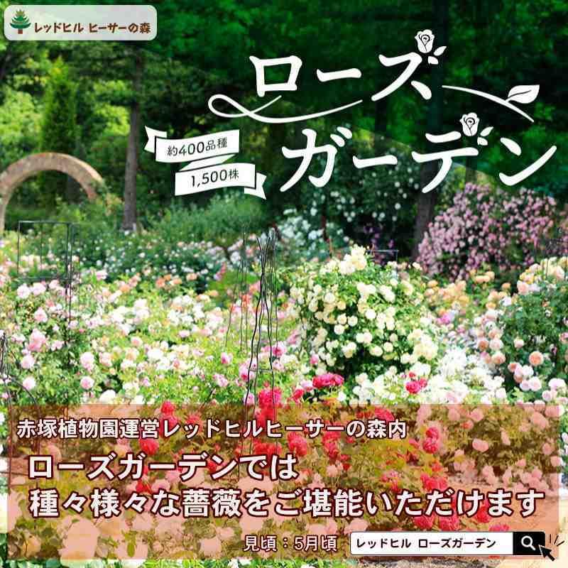 バラ大苗 ベン・ウェザースタッフ 7号 ロサ・オリエンティスプログレッシオ ｜花木04-PA｜akatsukagarden｜07