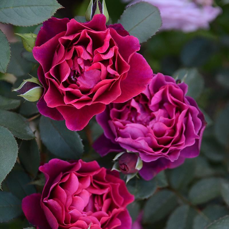 バラ大苗 オデュッセイア 7号 ロサ・オリエンティス｜花木04-PA : 赤塚