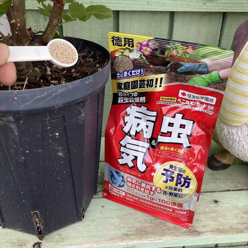 バラ大苗 オデュッセイア 7号 ロサ・オリエンティス｜花木04-PA : 赤塚