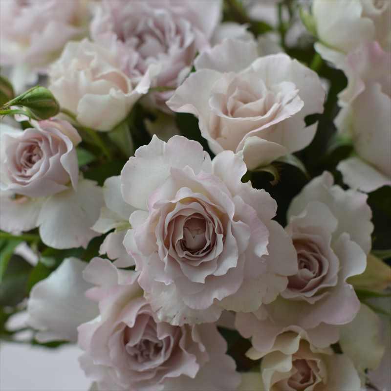 バラ大苗 アンナ・フェンディ バルニ Rose BARNI 7号｜花木04-PA（バラ 