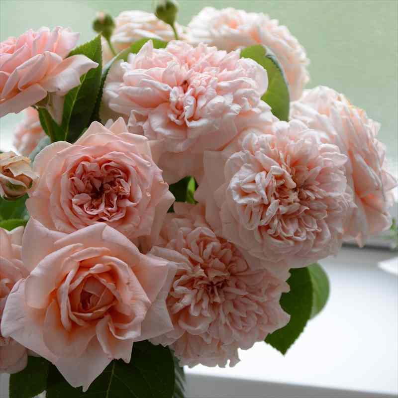 バラ大苗 スティーレ・オットチェント バルニ Rose BARNI 7号｜花木04