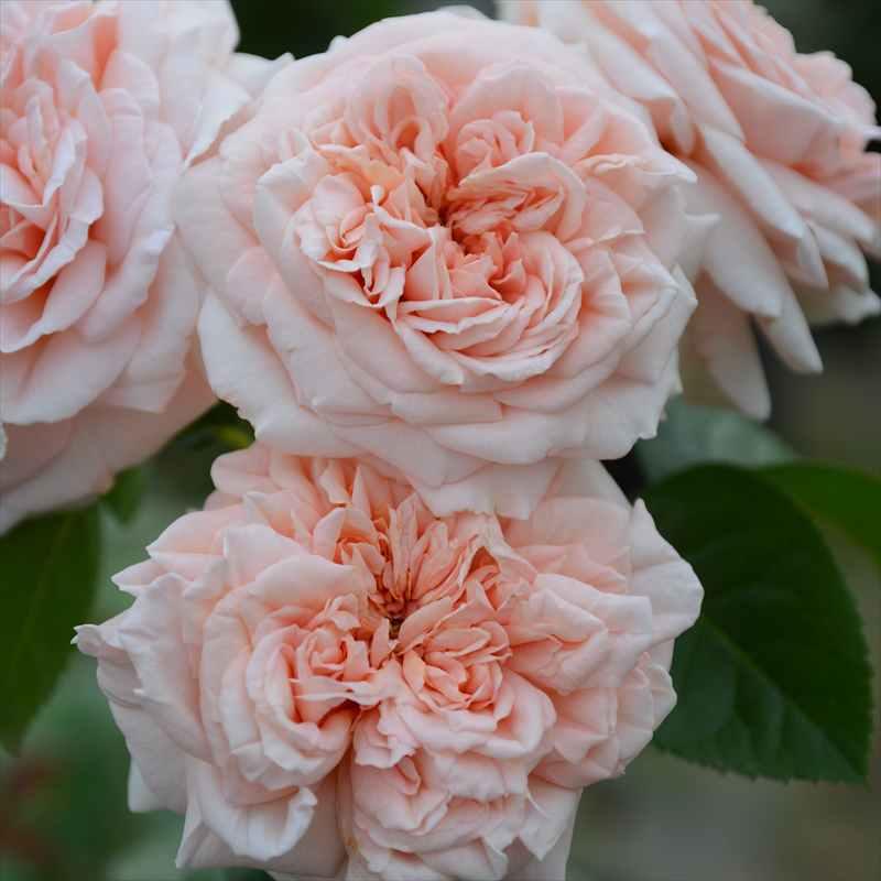 バラ大苗 スティーレ・オットチェント バルニ Rose BARNI 7号｜花木04