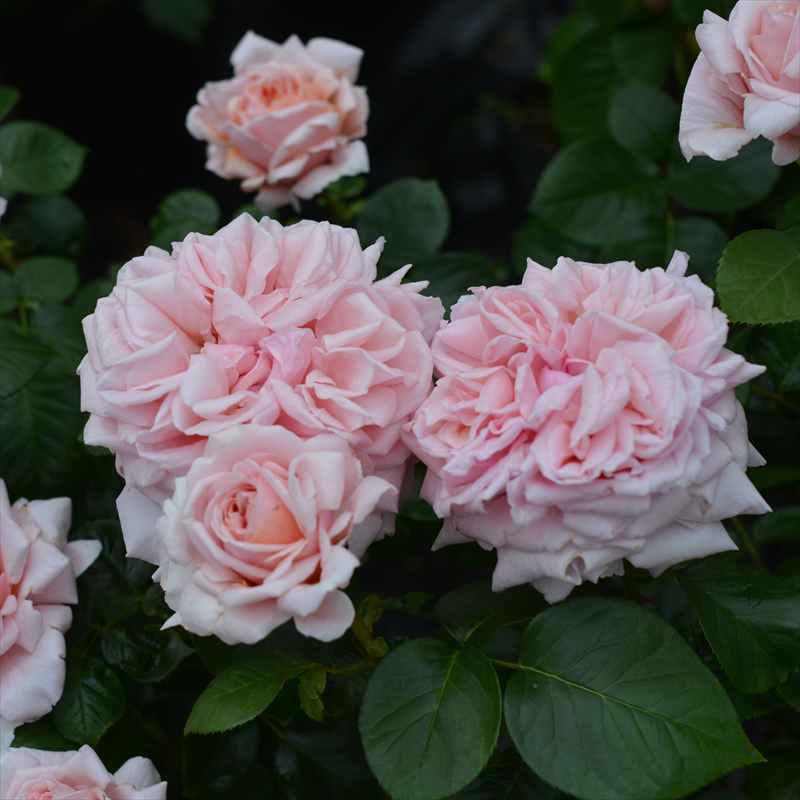 バラ大苗 スティーレ・オットチェント バルニ Rose BARNI 7号