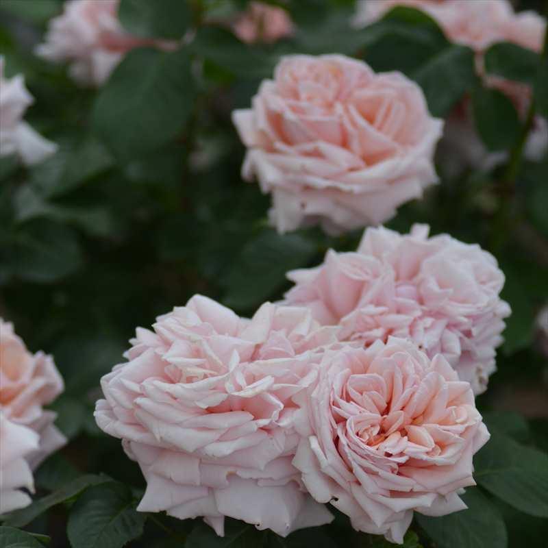 プレート。ばら園です。 バラ大苗 スティーレ・オットチェント バルニ Rose BARNI 7号