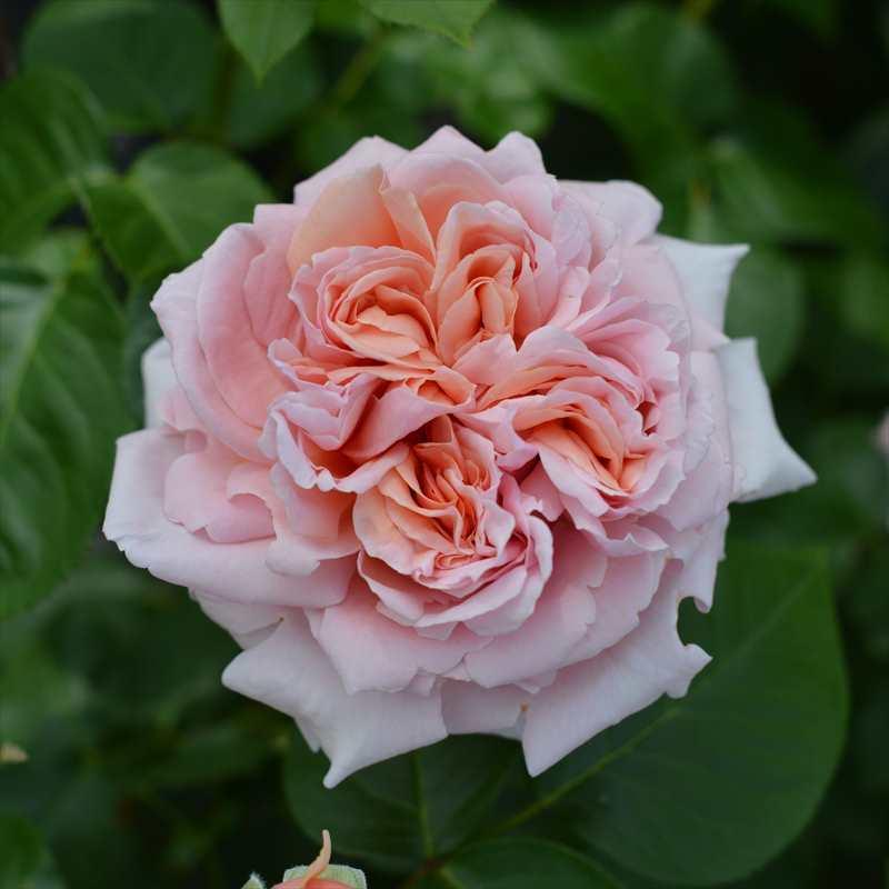 バラ大苗 スティーレ・オットチェント バルニ Rose BARNI 7号｜花木04