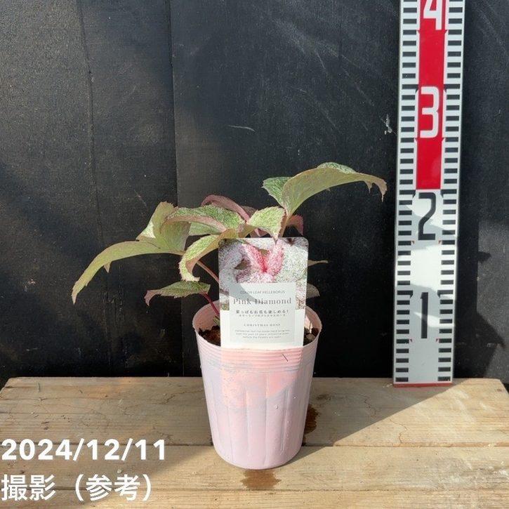 カラーリーフクリスマスローズ 3.5号 ステルニー ピンクダイヤモンド