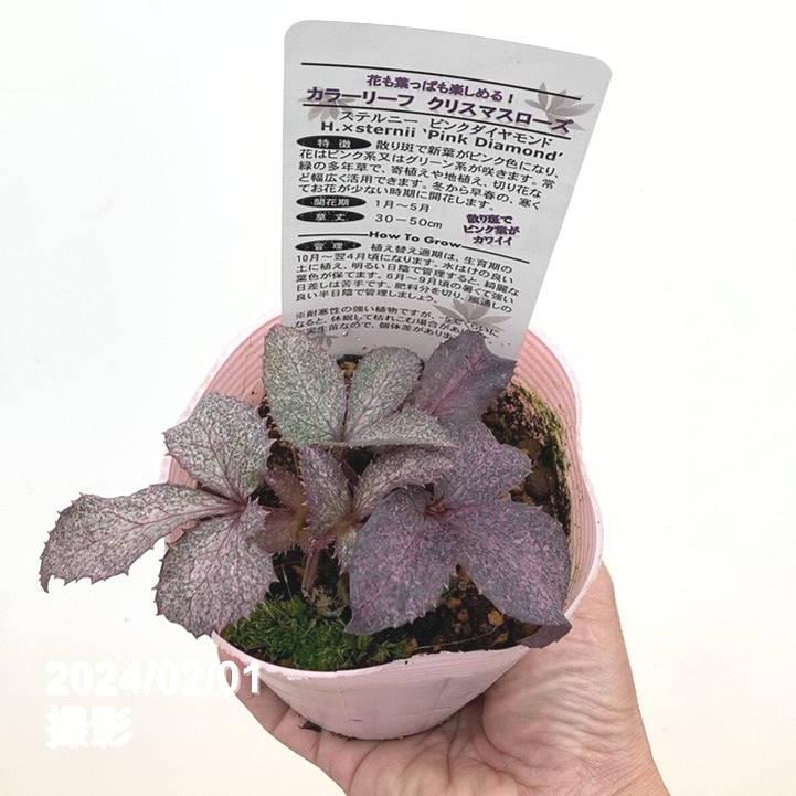 カラーリーフクリスマスローズ 3.5号 ステルニー ピンクダイヤモンド