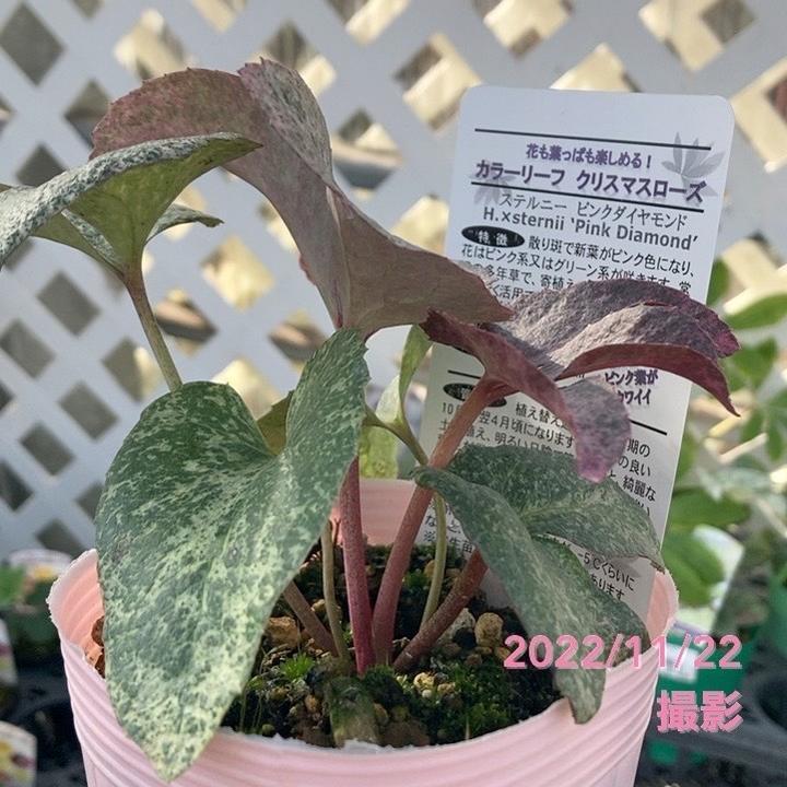 ピンクローズ  オリーブの木　マウリーノ＋アザパ　※引取限定 ピンクローズ様専用 オリーブの木 マウリーノ＋アザパ ※引取限定