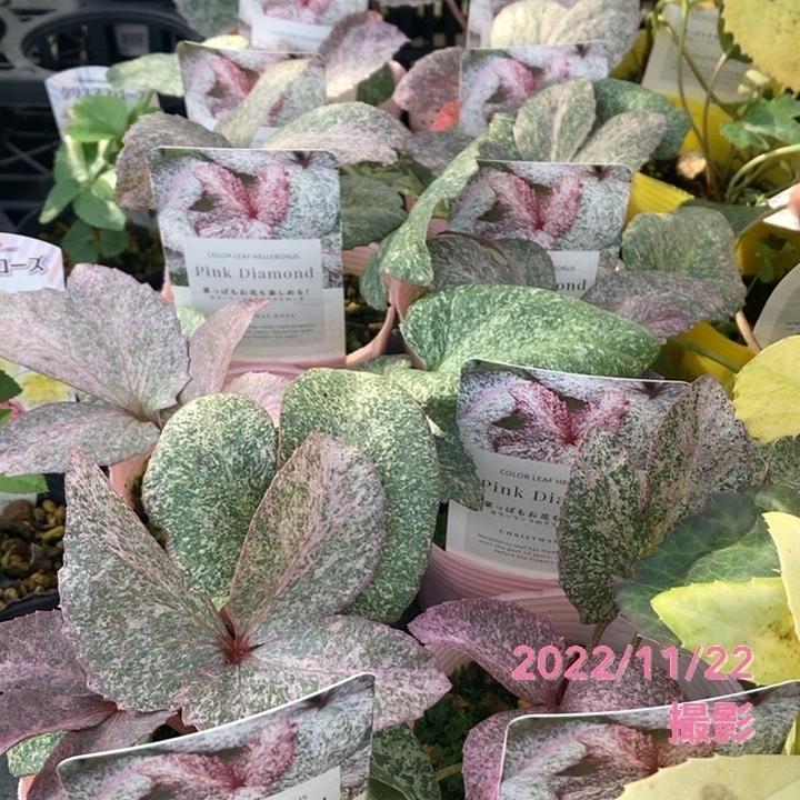 カラーリーフクリスマスローズ 3.5号 ステルニー ピンクダイヤモンド