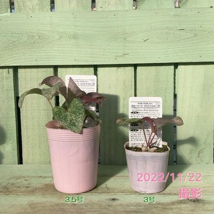 カラーリーフクリスマスローズ 3.5号 ステルニー ピンクダイヤモンド