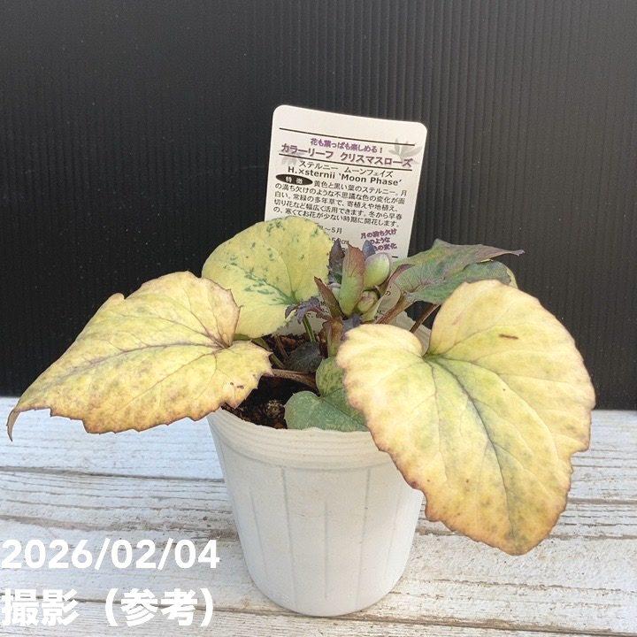 カラーリーフクリスマスローズ 3.5号 ムーンフェイズ 松村ナーセリー