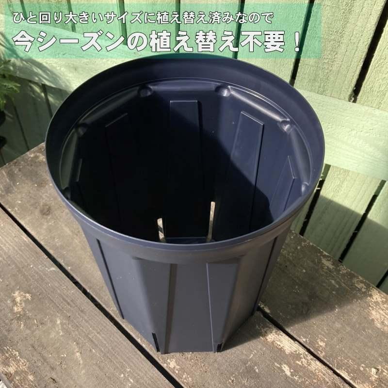 イマン公式オンラインショップ｜株式会社イマン｜ホーロー・陶器｜心を