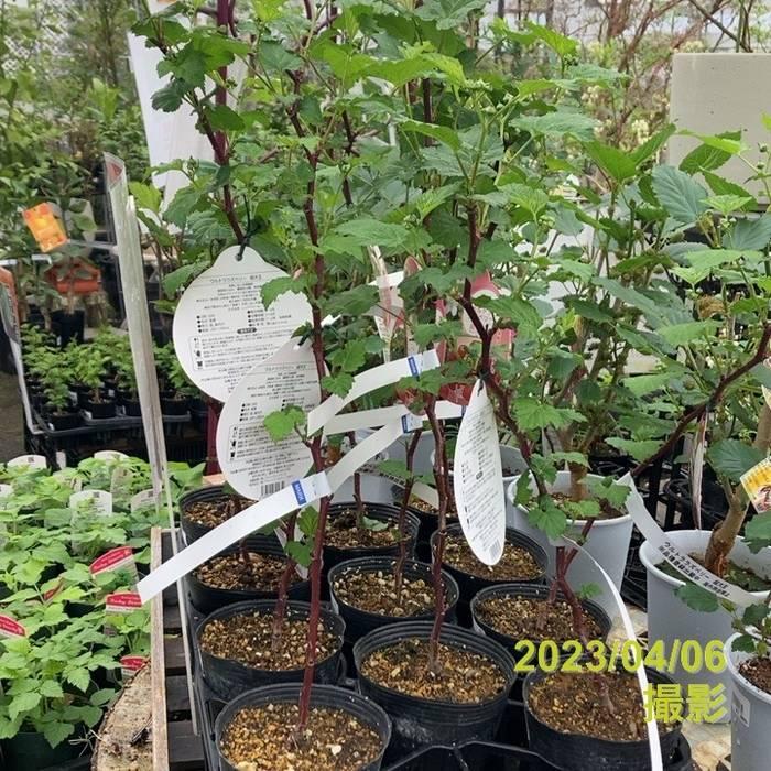 ウルトララズベリー 超大王（レッドドリーム）4号｜果樹10-TU : 赤塚