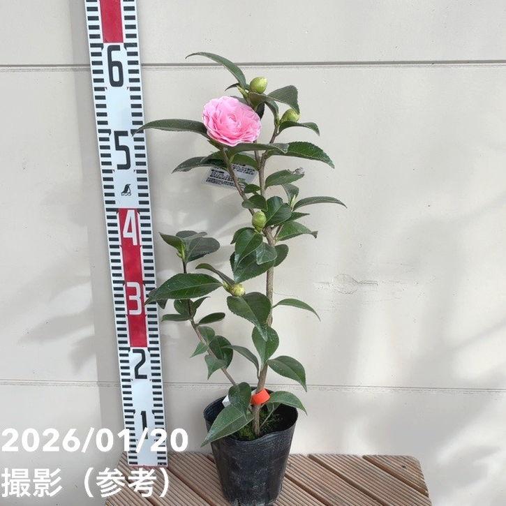 椿 ツバキ 4号 まほろば［こだわりの前田ナーセリー苗］｜花木04-PA