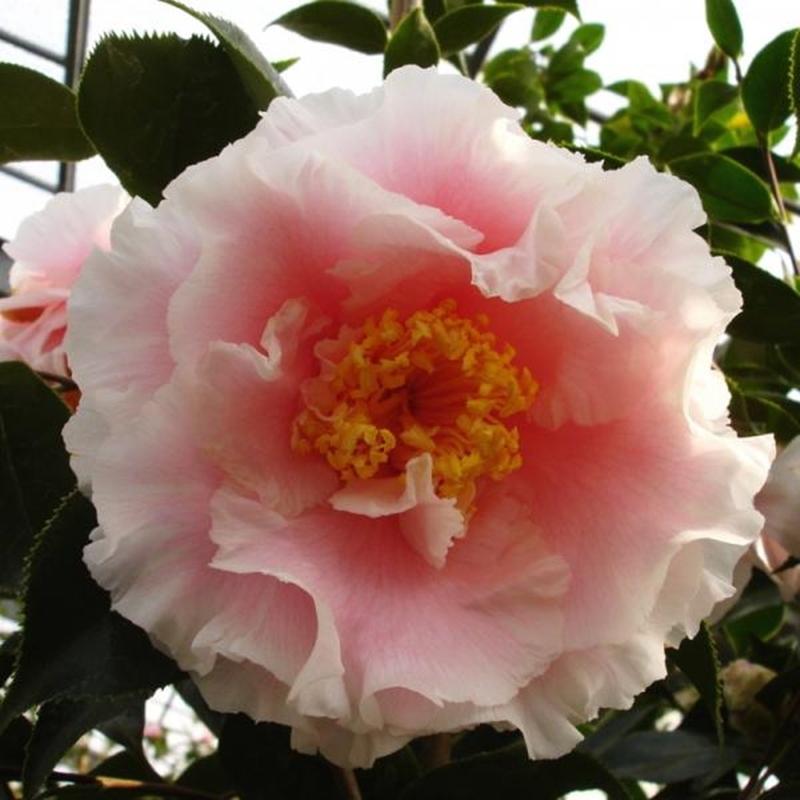 椿 ツバキ 4号 エレガンススプレンダー［こだわりの前田ナーセリー苗