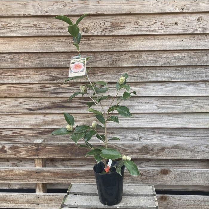 椿 ツバキ 4号 エレガンススプレンダー［こだわりの前田ナーセリー苗