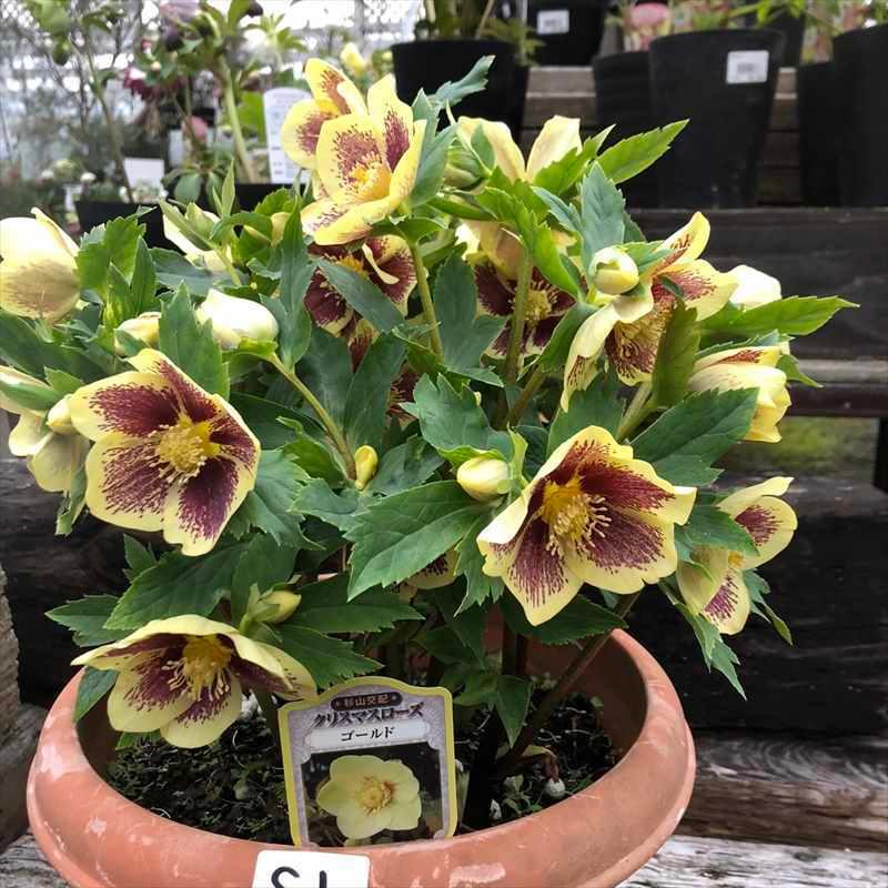 アウトレット大阪 一点物 杉光園芸 クリスマスローズ ゴールド S1 10号 宿根草 オンラインストアショップ Ssl Daikyogo Or Jp