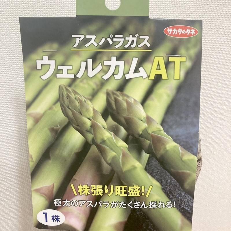 アスパラガス ウェルカムAT｜草花04-PA : 赤塚植物園ヤフー店 - 通販 