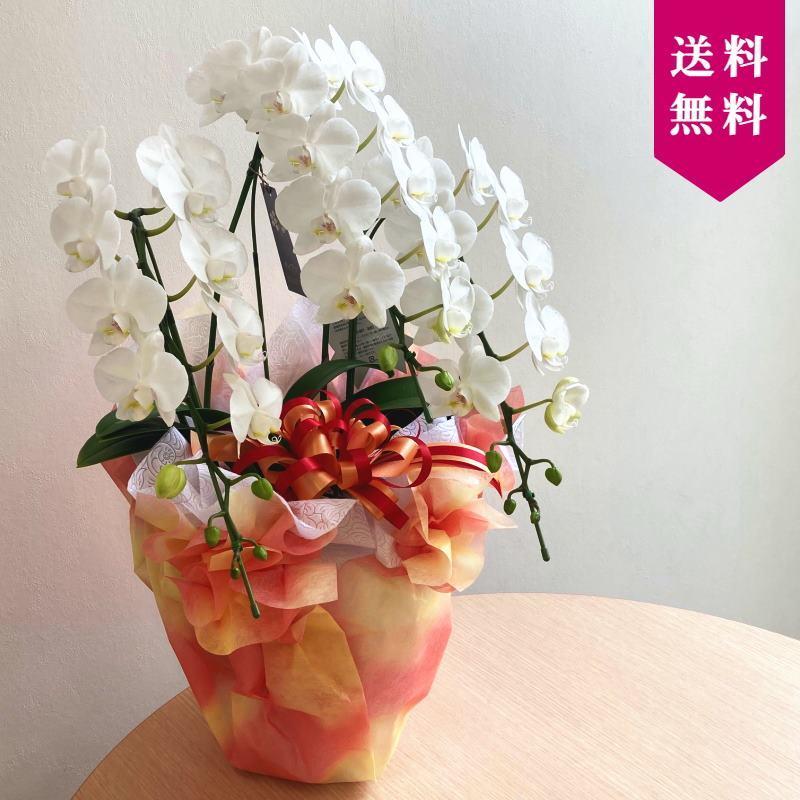 55 以上節約 花 ギフト 胡蝶蘭 キングアマビリス フラワーアレンジメント お祝い 卒業祝い 退職祝い プレゼント ネットオンラインストア Ssl Daikyogo Or Jp