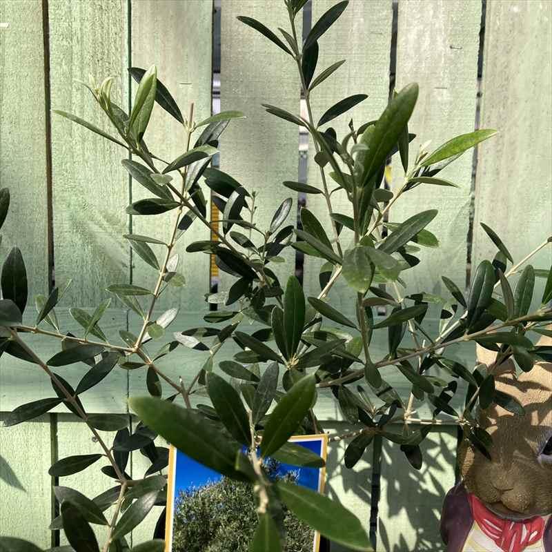 最大 オフ オリーブ ネバディロブランコ シンボルツリー 鉢植え 常緑樹 観葉植物 屋外 Wantannas Go Id