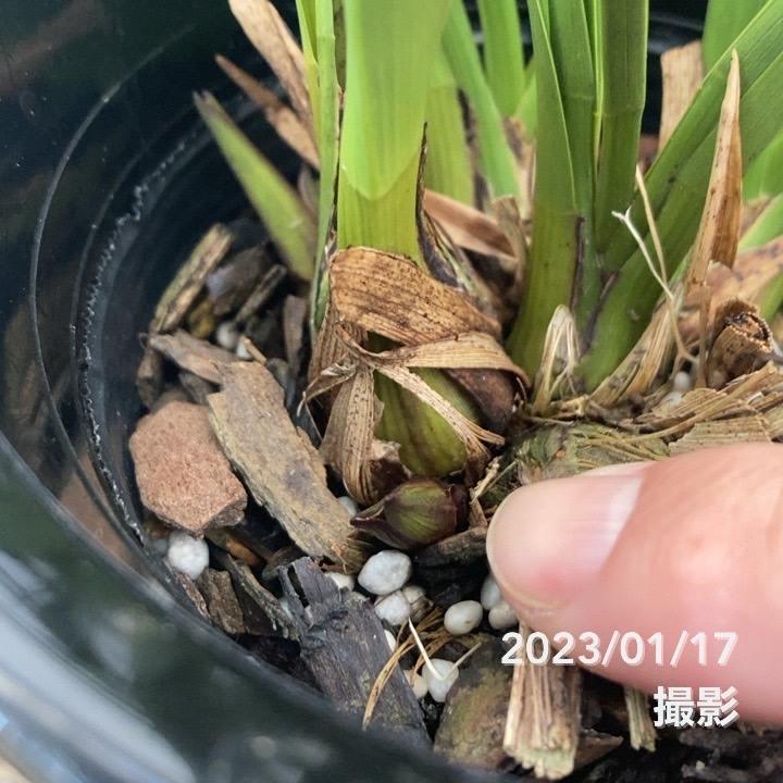 キンリョウヘン 花芽付き確認済み（品種名なし）※2023年1月中旬以降お