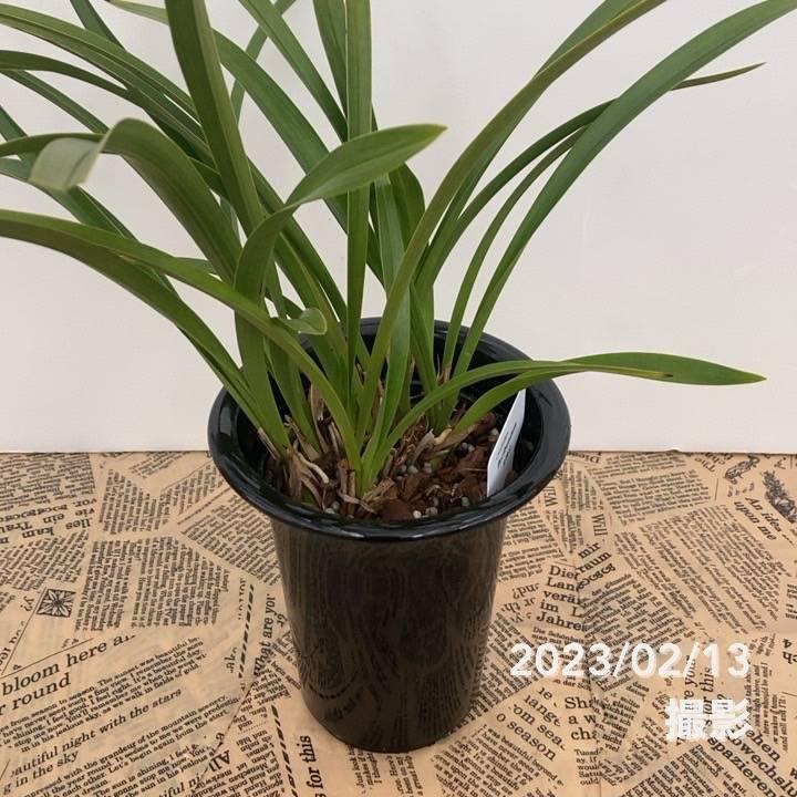 キンリョウヘン 花芽付き確認済み（品種名なし）※2023年1月中旬以降お