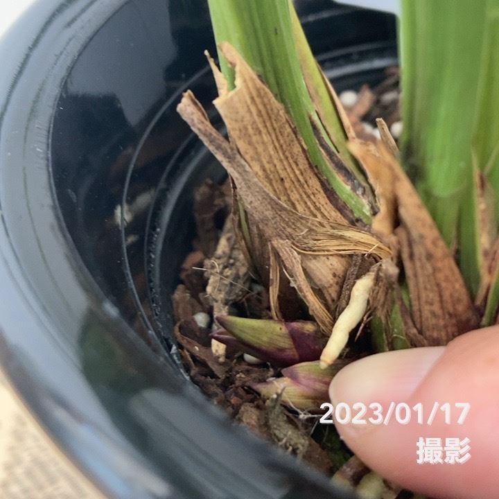 キンリョウヘン 花芽付き確認済み（品種名なし）※2023年1月中旬以降お