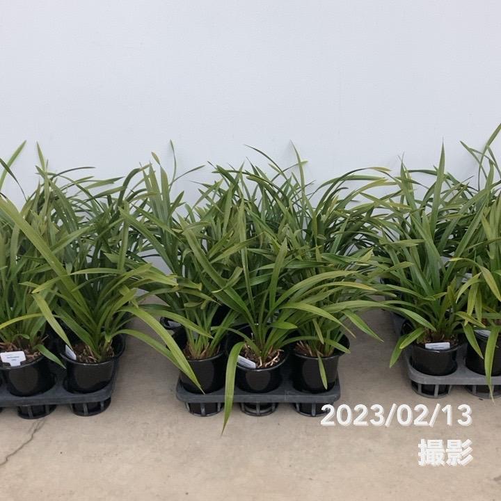 キンリョウヘン 花芽付き確認済み（品種名なし）※2023年1月中旬以降お