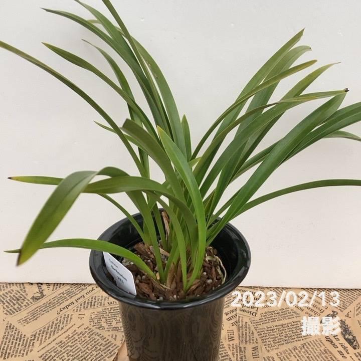 キンリョウヘン 花芽付き確認済み（品種名なし）※2023年1月中旬以降お