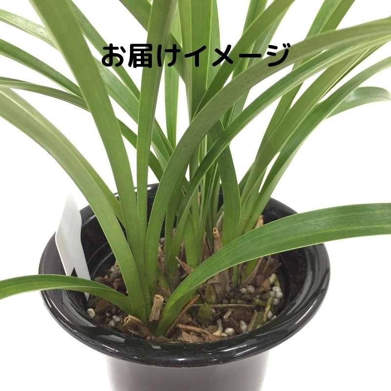 キンリョウヘン 花芽付き確認済み（品種名なし）※2023年1月中旬以降お