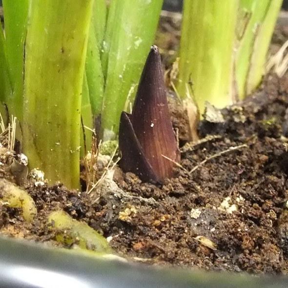 キンリョウヘン 花芽付き確認済み（品種名なし）※2023年1月中旬以降お