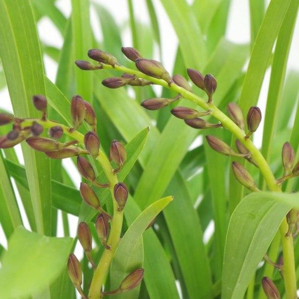 キンリョウヘン 花芽付き確認済み（品種名なし）※2023年1月中旬以降お
