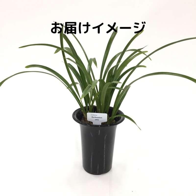 キンリョウヘン 花芽付き確認済み（品種名なし）※2023年1月中旬以降お