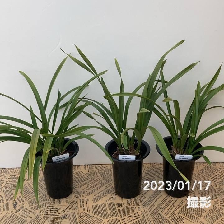 キンリョウヘン 花芽付き確認済み（品種名なし）※2023年1月中旬以降お