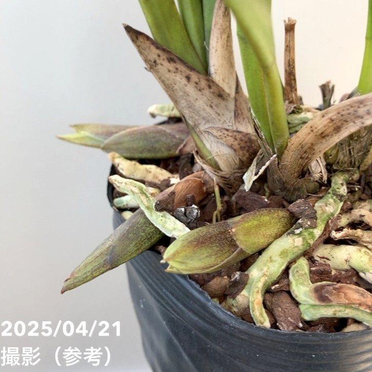 花芽2個以上＞デボニアナム 4号｜ミツバチ蘭｜洋蘭10-TU : 赤塚植物園