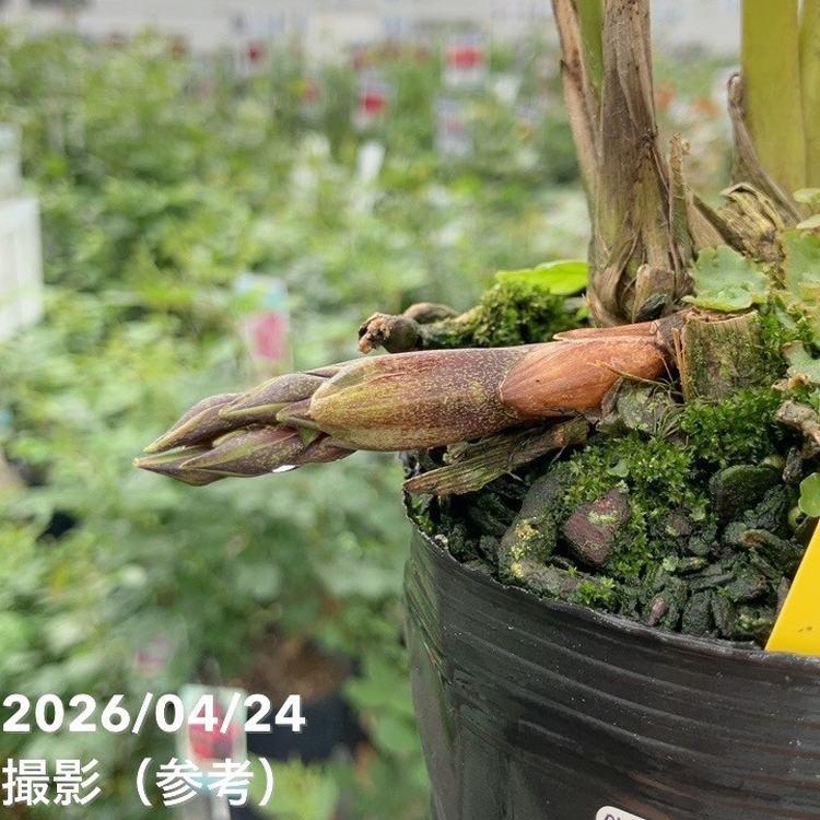 花芽2個以上＞デボニアナム 4号｜ミツバチ蘭｜洋蘭10-TU : 赤塚植物園