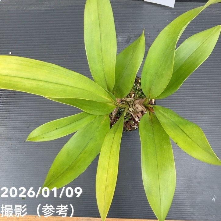 花芽2個以上＞デボニアナム 4号｜ミツバチ蘭｜洋蘭10-TU : 赤塚植物園