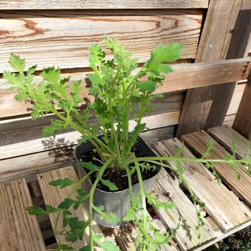 ポピー アメイジンググレイ 3号×2株セット｜鉢花04-PA : 赤塚植物園