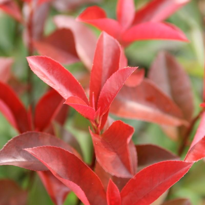 垣根 三重カナメ 3 5号 10鉢セット 庭木 植木 ベニカナメモチ レッドロビン D01 赤塚植物園ヤフー店 通販 Yahoo ショッピング