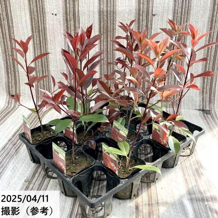三重カナメ 3.5号 10鉢セット｜花木01-D1 : 赤塚植物園ヤフー店 - 通販
