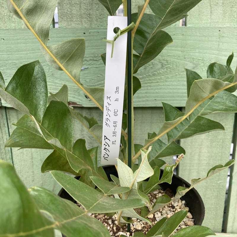 バンクシア グランディス オージープランツ ネイティブプランツ ジャイアントバンクシア ブルバンクシア 庭木 植木 ｜花木04-PA