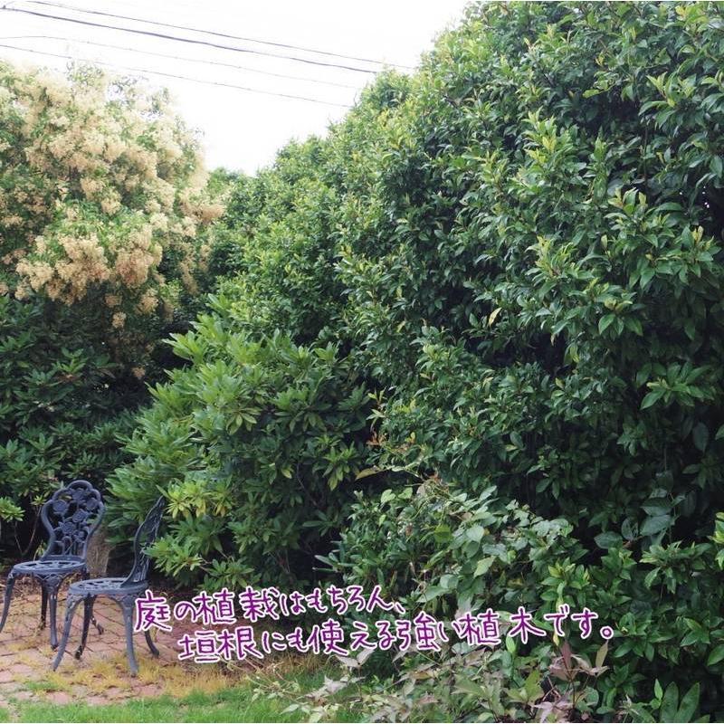 カラタネオガタマ ポートワイン 5号｜花木01-D1 : 赤塚植物園ヤフー店