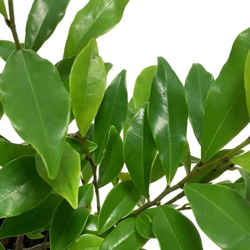 カラタネオガタマ ポートワイン 5号｜花木01-D1 : 赤塚植物園ヤフー店